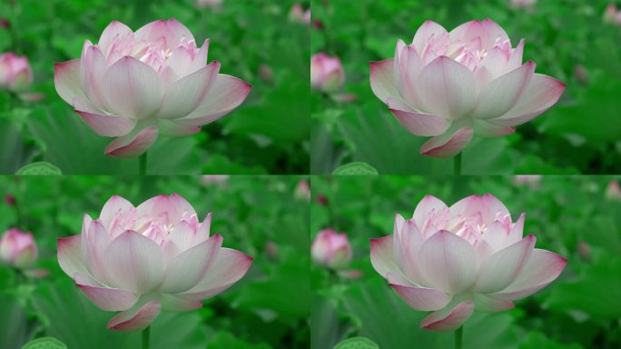 4K重庆伍家坝荷花实拍47