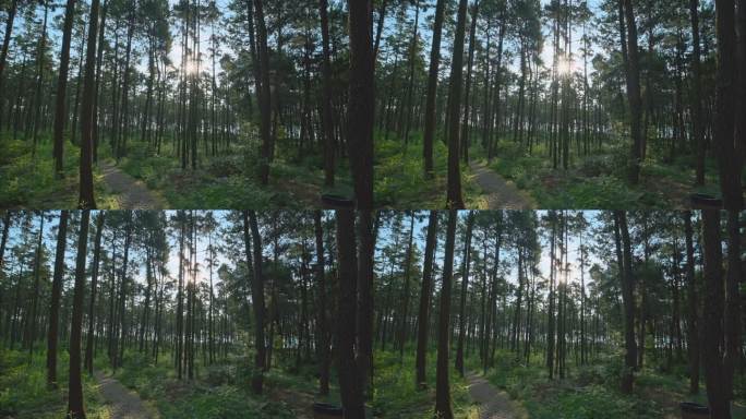 4K夏日清晨森林实拍2