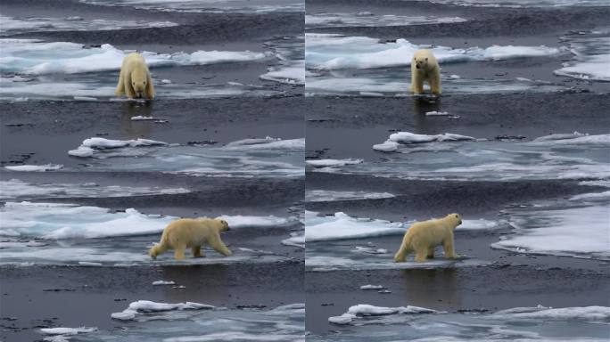 北极熊在破碎的海冰上行走