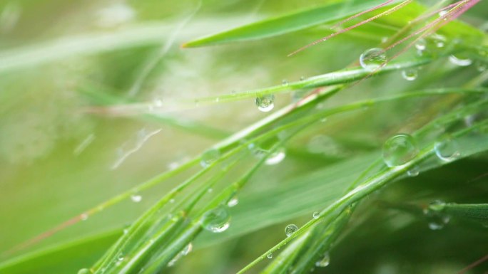 天然绿草，有雨滴