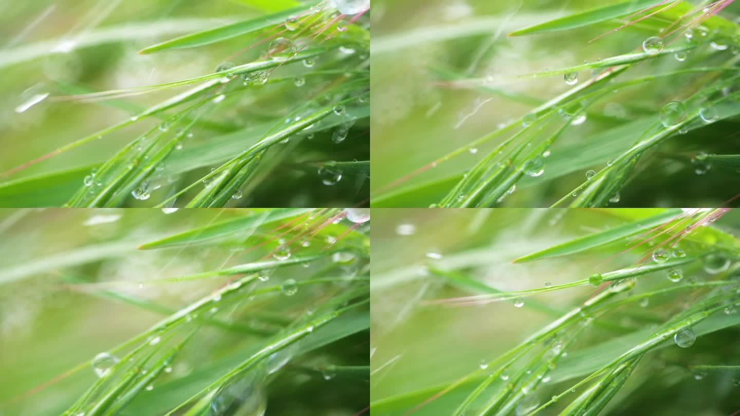 天然绿草，有雨滴