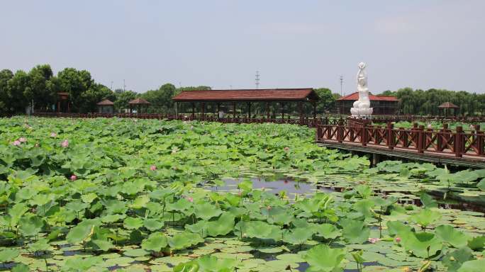 苏州湿地公园风光  荷塘月色湿地公园