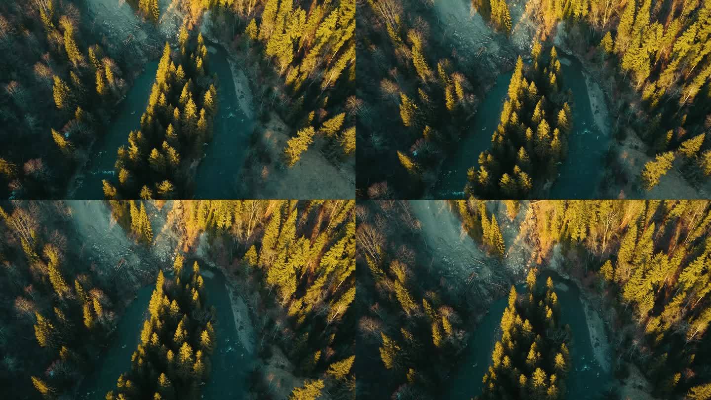 高山松树林Smereka喀尔巴阡山脉乌克兰航空视图。