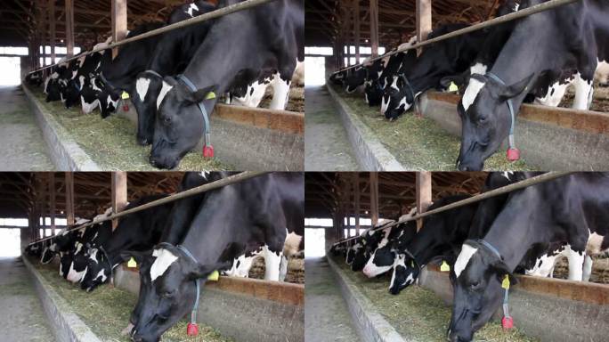 奶牛饲养在一个谷仓