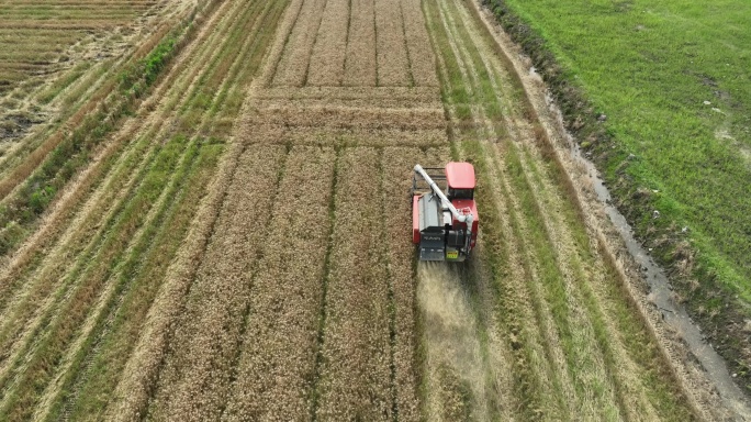 自动收割机收割小麦航拍
