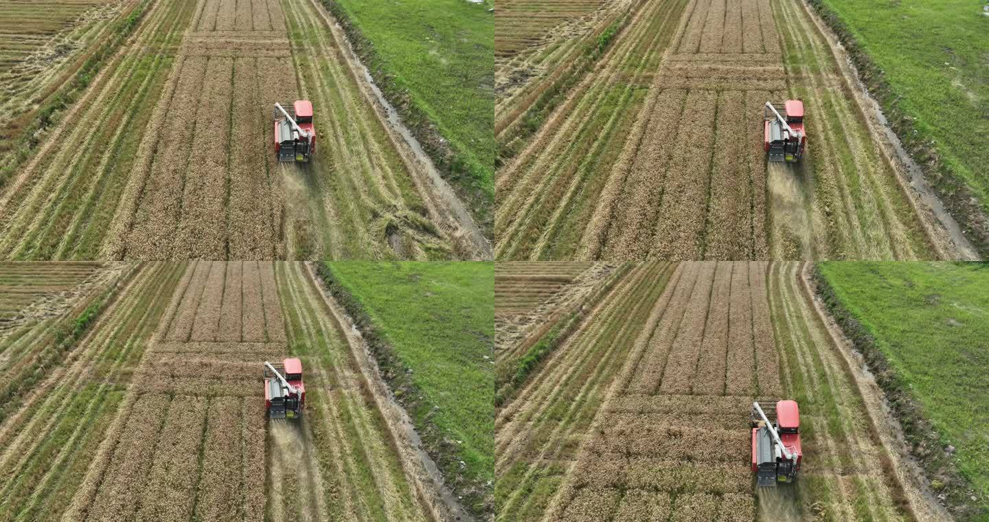 自动收割机收割小麦航拍