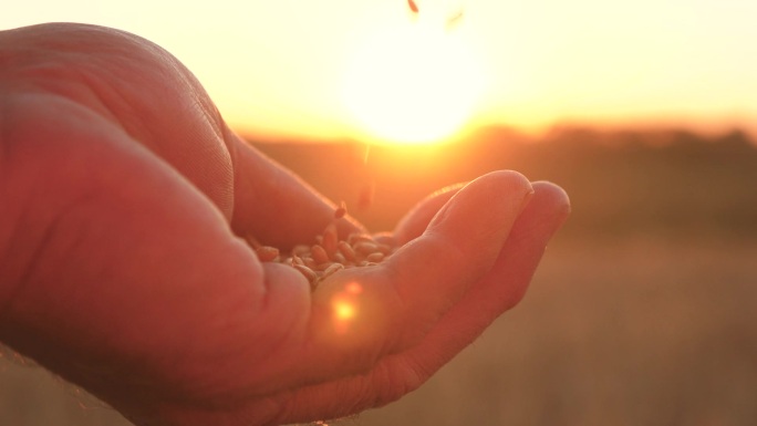商人的手从手掌到手掌，把麦粒倒入美丽的落日的光芒中，洒满田野。 特写。 农民评价粮食的质量。 农业概