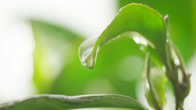 茶叶 茶树 特写 阳光 雨水10