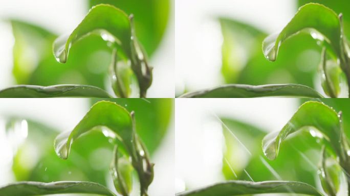 茶叶 茶树 特写 阳光 雨水10