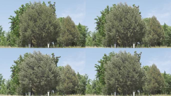 4K树木空镜头