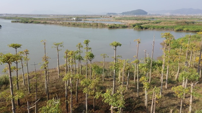 珠海大门口湿地公园6