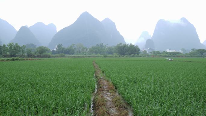 大雨中的水稻田