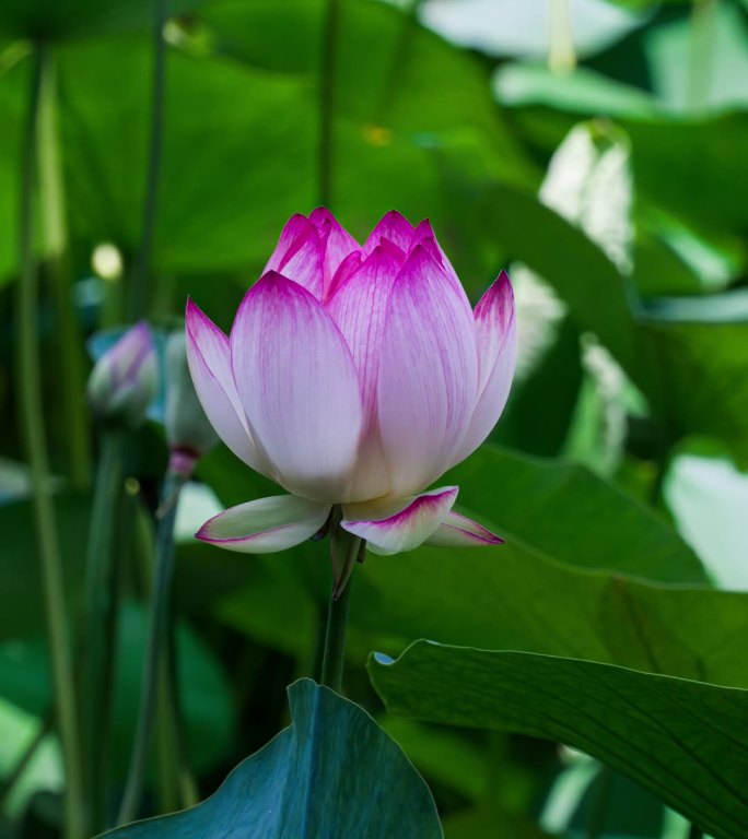 竖画幅荷花开花延时