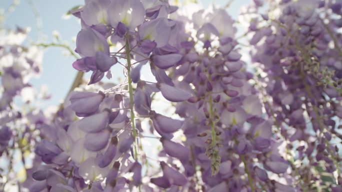 阳光穿过盛开的紫藤花