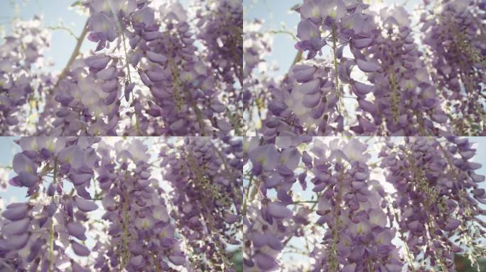 阳光穿过盛开的紫藤花