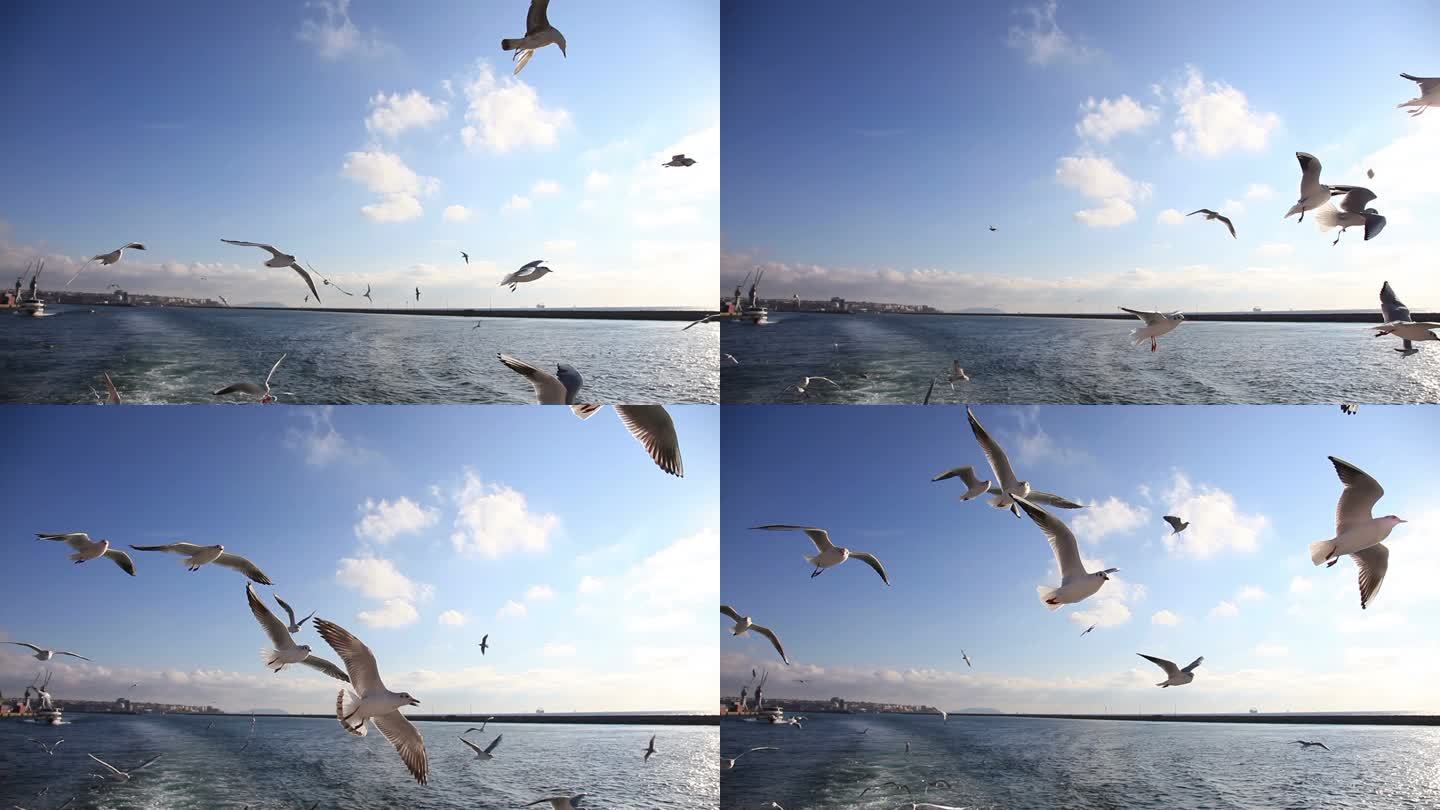 海鸥飞 2 高清 1080p