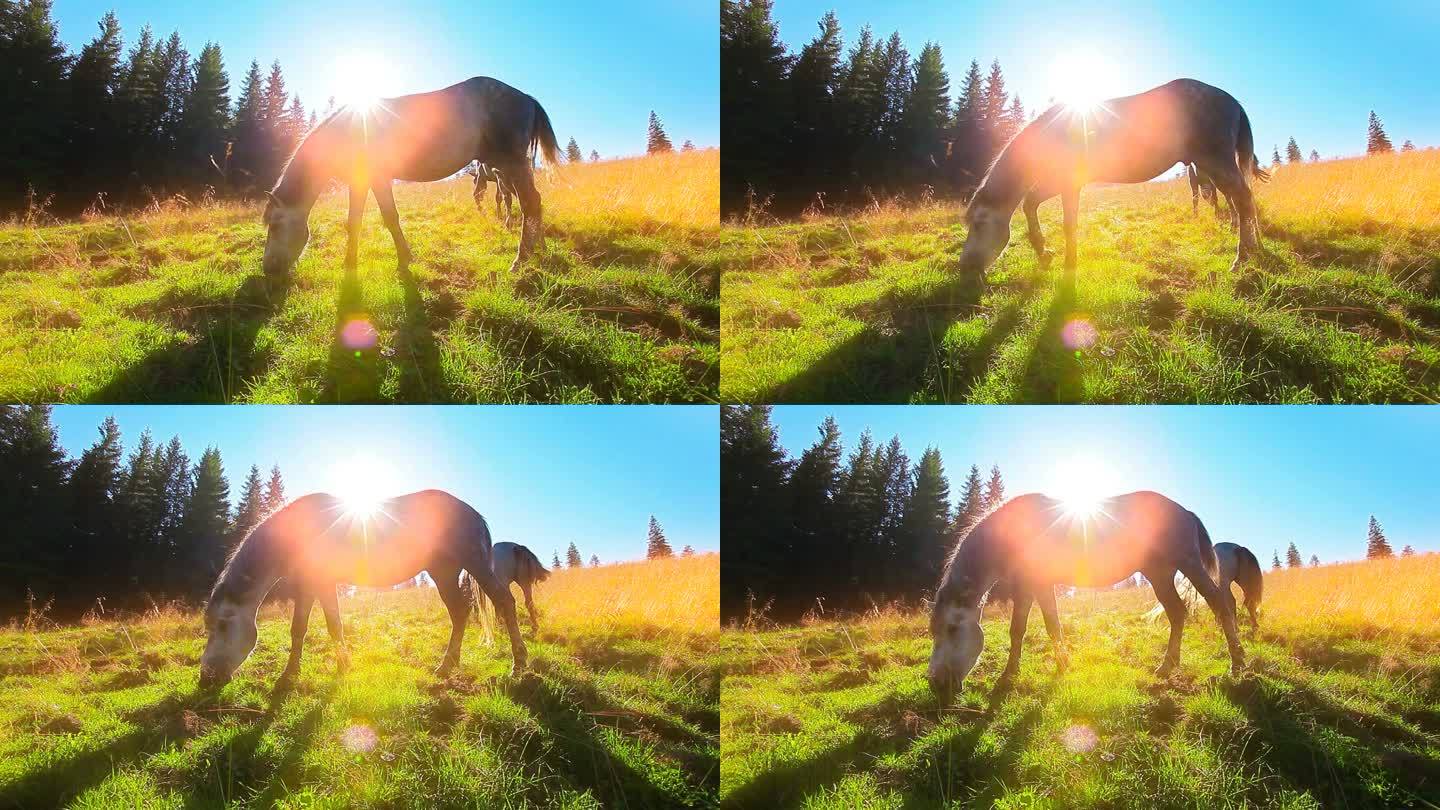 马在草地上清晨的阳光背景