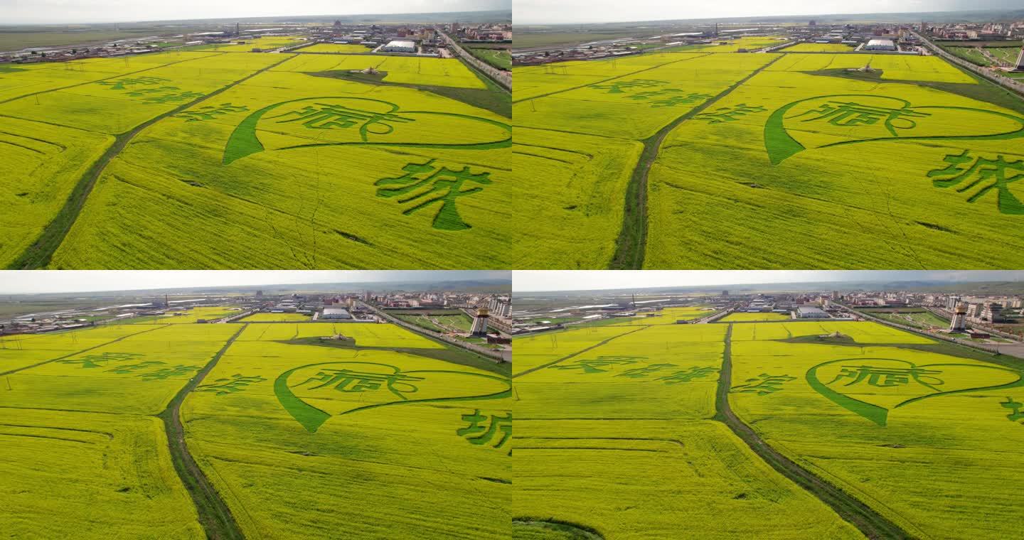 青海刚察县油菜花田航拍