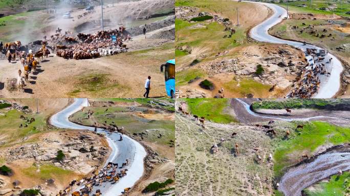 4K航拍新疆萨尔布拉克转场百万牛群