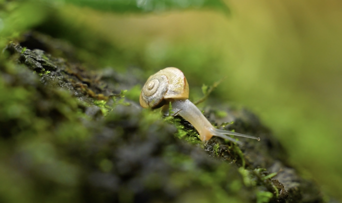 蜗牛雨中蜗牛微距拍摄微生物自然生命小清新