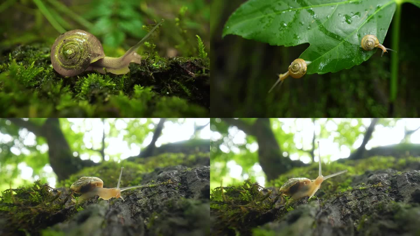 蜗牛雨中蜗牛微距拍摄微生物自然生命小清新