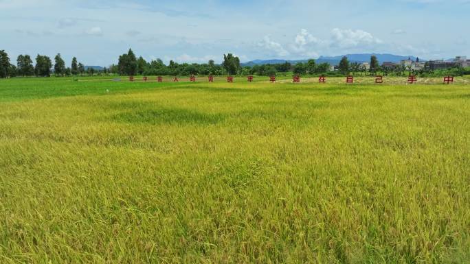 4k江门台山农业标语稻子丰收生产