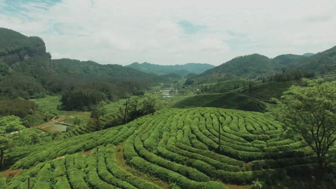 武夷山茶山4k航拍素材