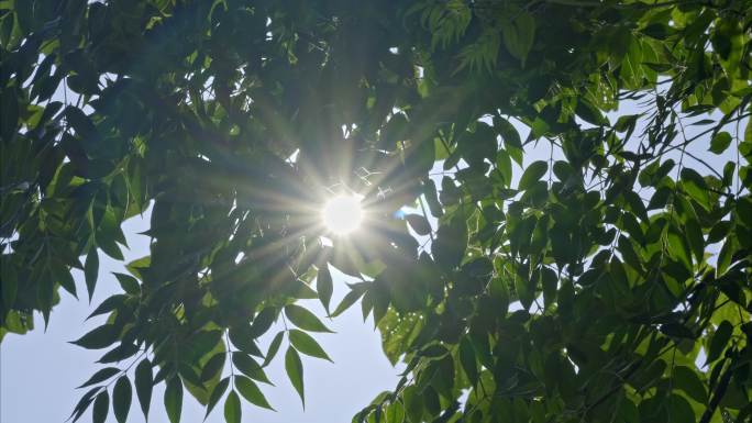 4K夏日阳光在树林中穿梭5