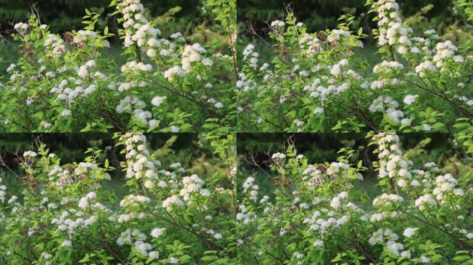 大兴安岭野生药用植物：珍珠梅