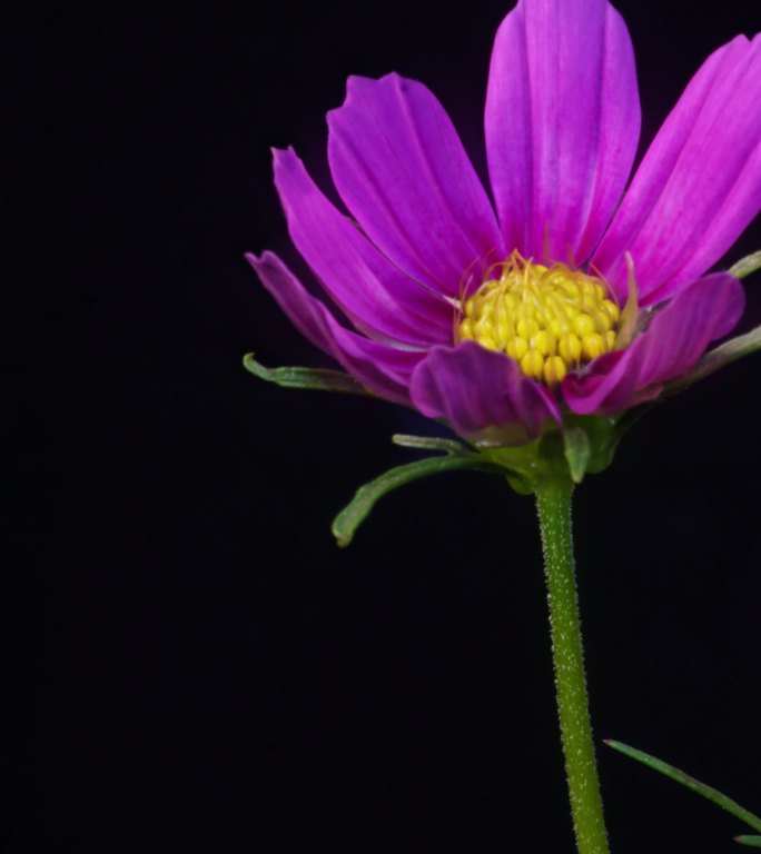 竖画幅格桑花开花延时