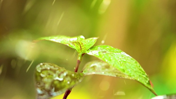 雨水落在植物的叶子上，绿叶生机盎然，雨中静止不动，背景平淡。晶莹的雨滴.