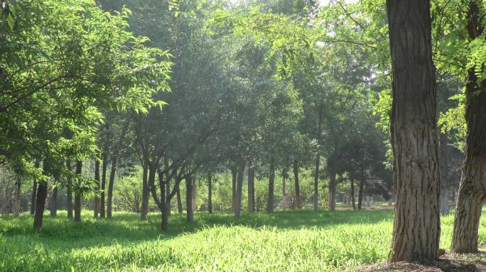 公园树林盛夏高温阳光草地生态城市绿色家园