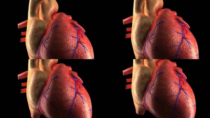 解剖心-人类心脏跳动-特写