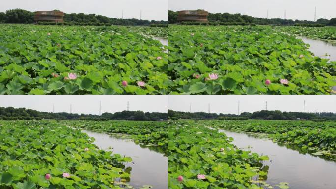 苏州湿地公园  荷塘月色湿地公园