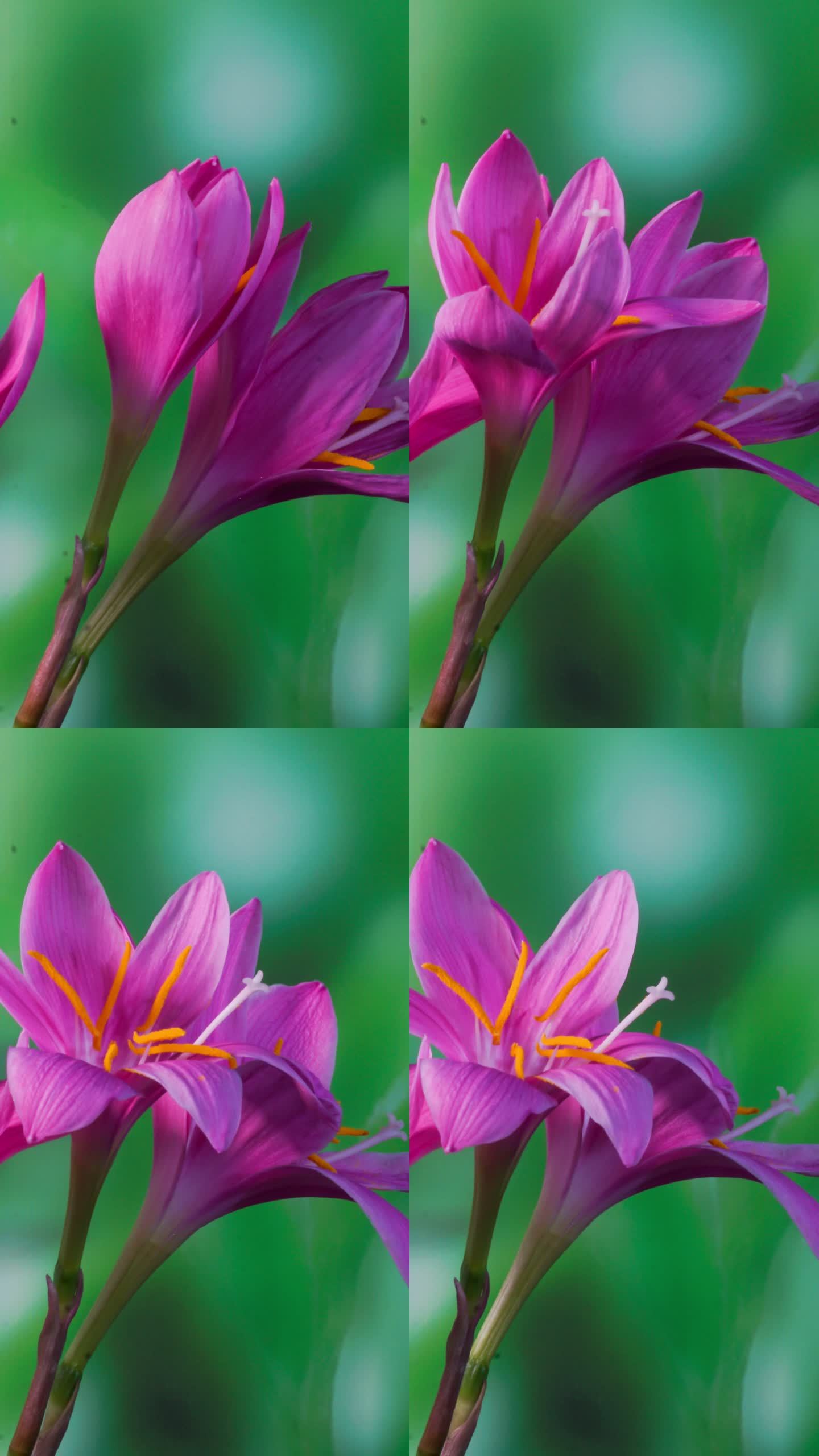 竖画幅风雨兰开花延时