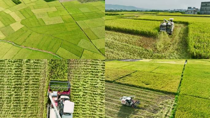 谷穗水稻农业大米丰收稻田收割机收割稻谷