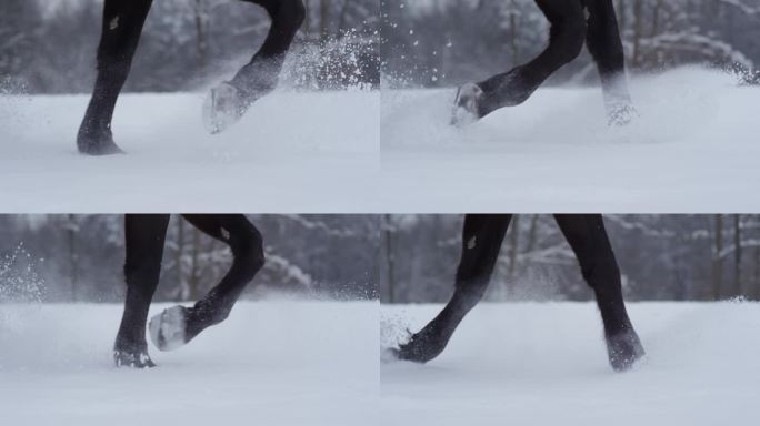 慢动作︰ 黑马运行虽然很深在冬天雪溅雪花