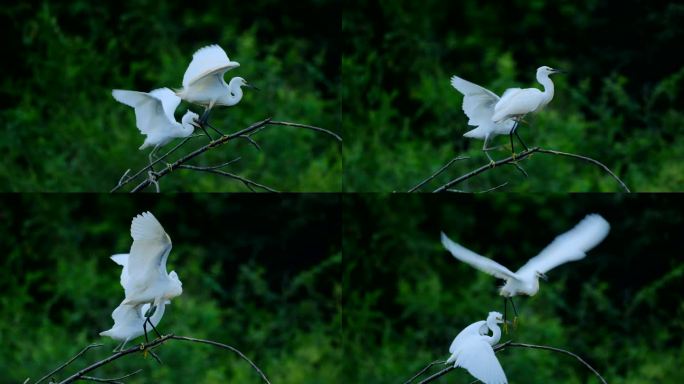 白鹭站在树枝上