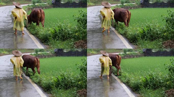农村妇女下雨养牛放牛