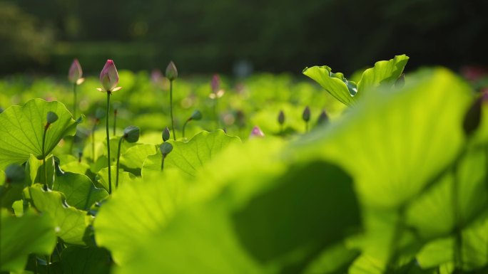 池塘里的荷花素材