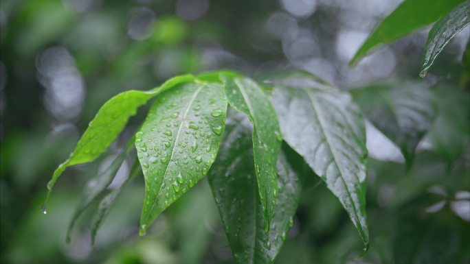 4K重庆雨天下雨实拍5