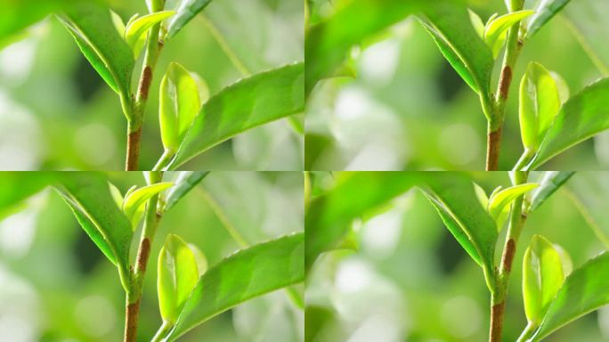 茶叶 茶树 特写 阳光 雨水5