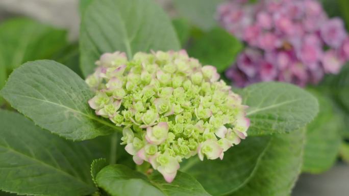 4K绣球花雨后花园生机勃勃