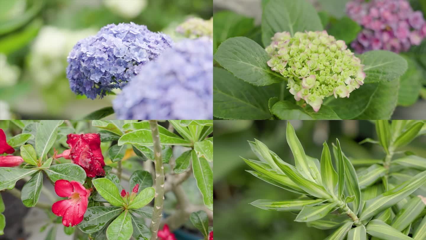 4K绣球花雨后花园生机勃勃