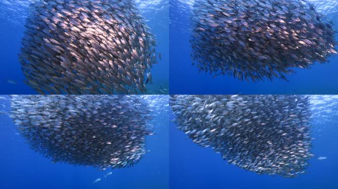 加勒比海/库拉索岛珊瑚礁绿松石水中的鱼饵球/鱼群