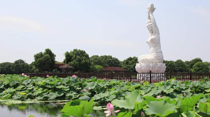 苏州湿地公园风光  荷塘月色湿地公园