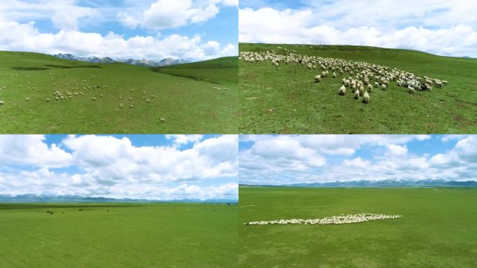 高原 雪山 草原 羊群 黑头羊