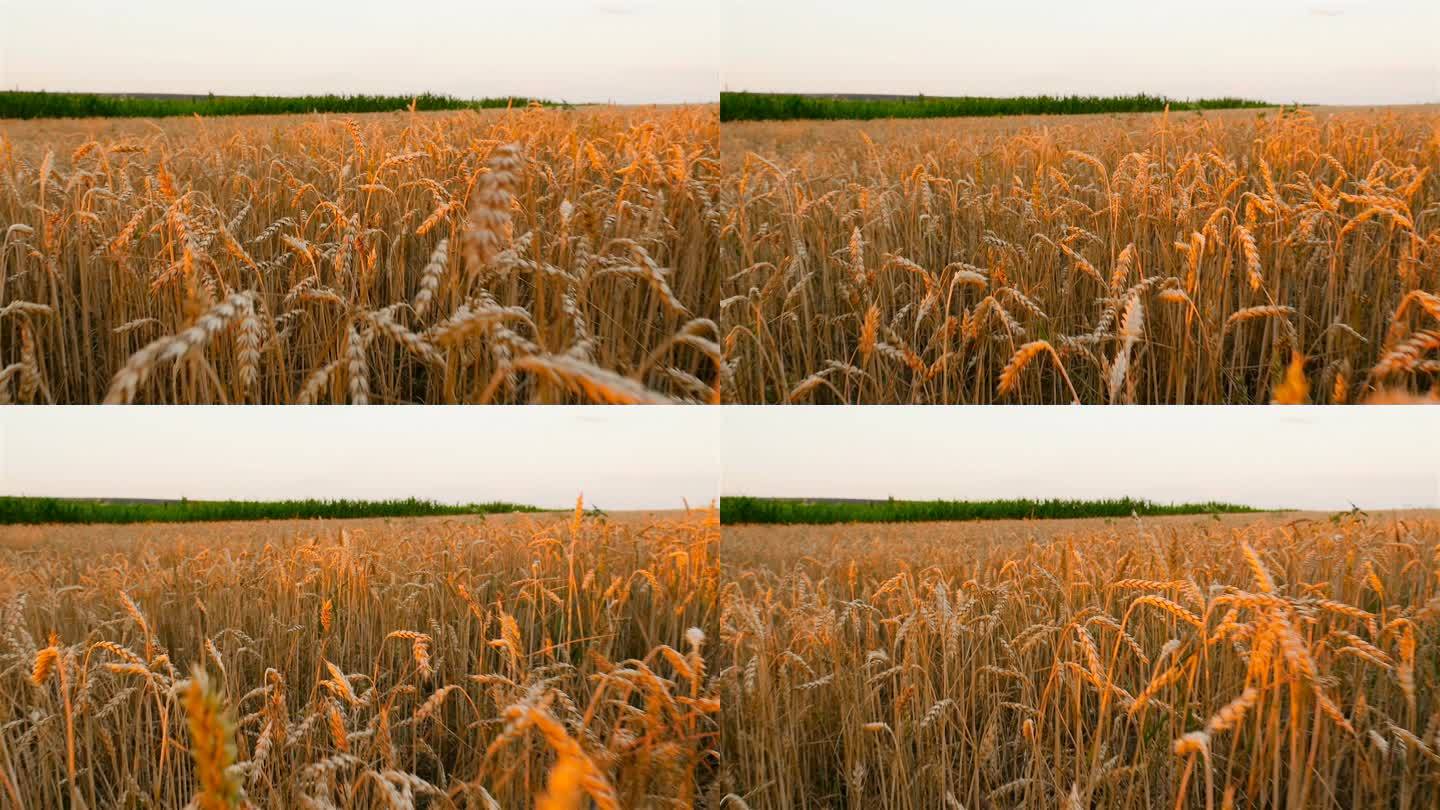 一个有黄色小麦的大田. 一大早。 摄像头向前移动。 慢动作