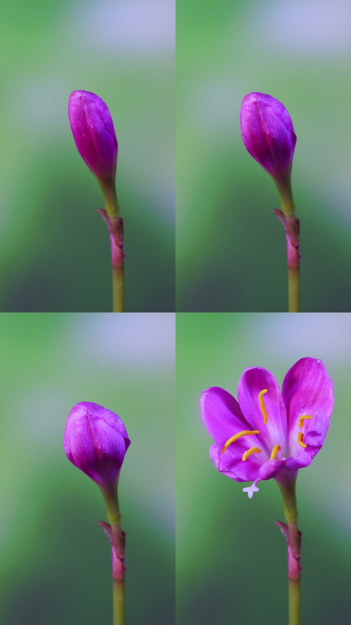 竖画幅风雨兰开花延时