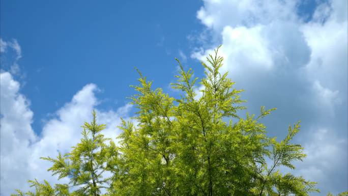 4K夏日植重庆